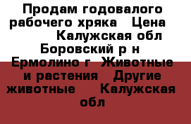 Продам годовалого рабочего хряка › Цена ­ 20 000 - Калужская обл., Боровский р-н, Ермолино г. Животные и растения » Другие животные   . Калужская обл.